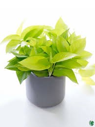 Golden Pothos